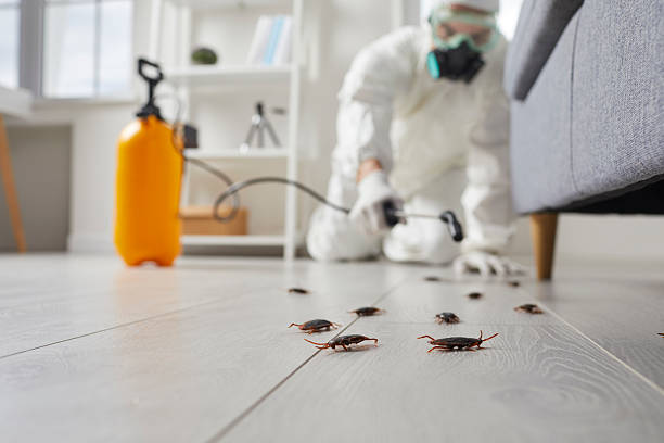 Commercial Kitchen Cockroach Control in Taunton